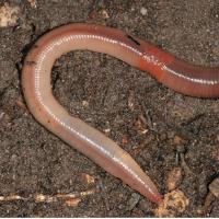 External structure of an earthworm